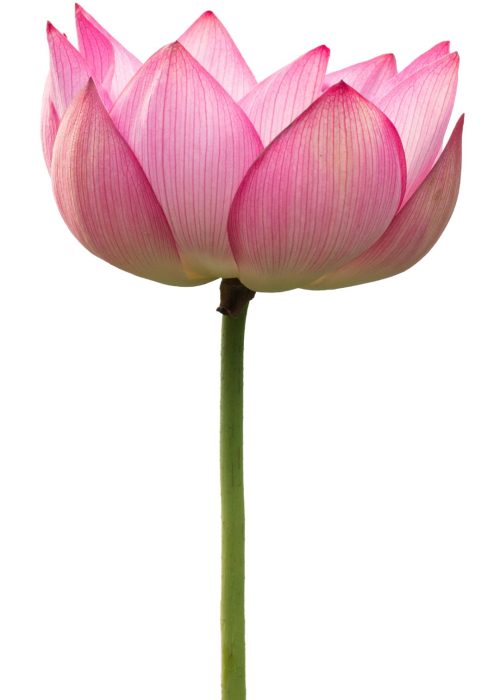 Tall Lotus